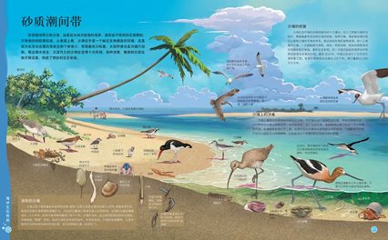 沙质潮间带